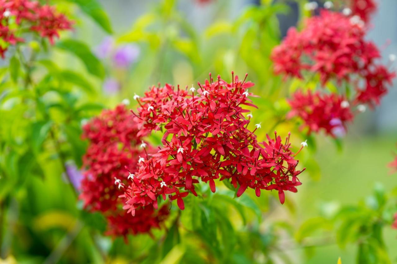 Kapaliya อูนาวาตูนา ภายนอก รูปภาพ