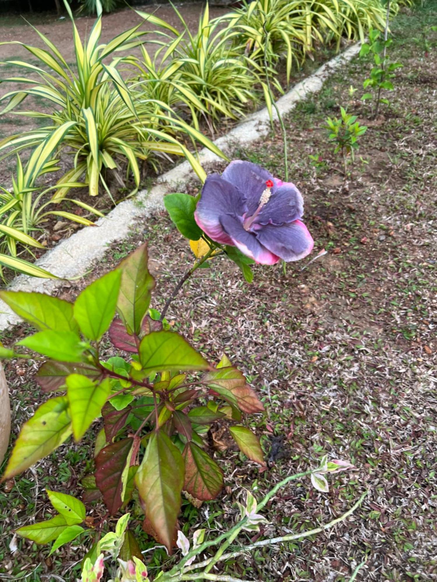 Kapaliya อูนาวาตูนา ภายนอก รูปภาพ